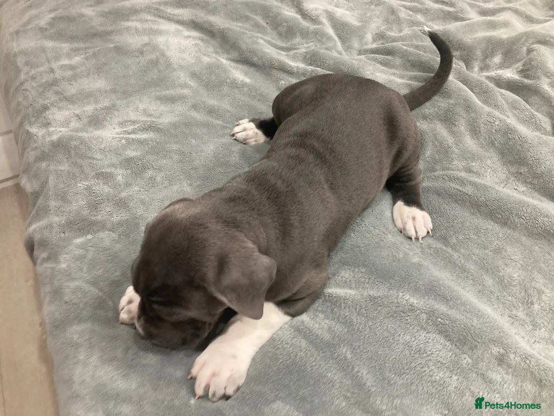 Cane Corso dogs for sale: Pure Cane Corso puppies - Advert 1