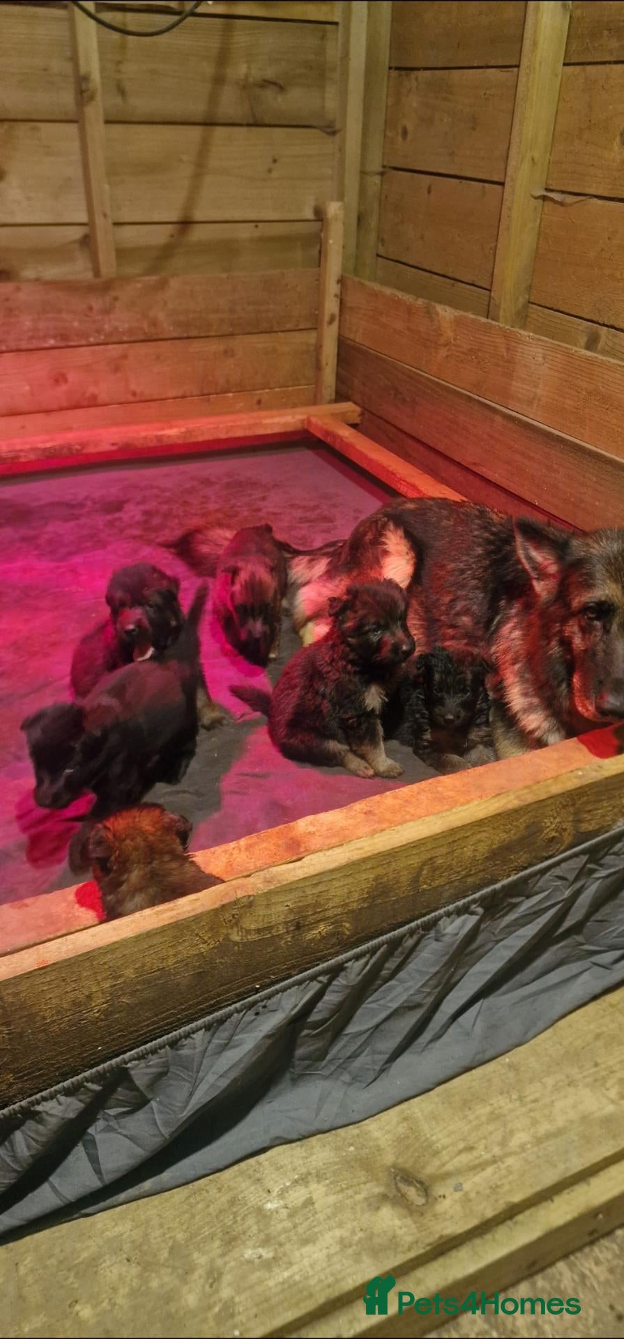German Shepherd dogs for sale: German Shepherd pups - Advert 1