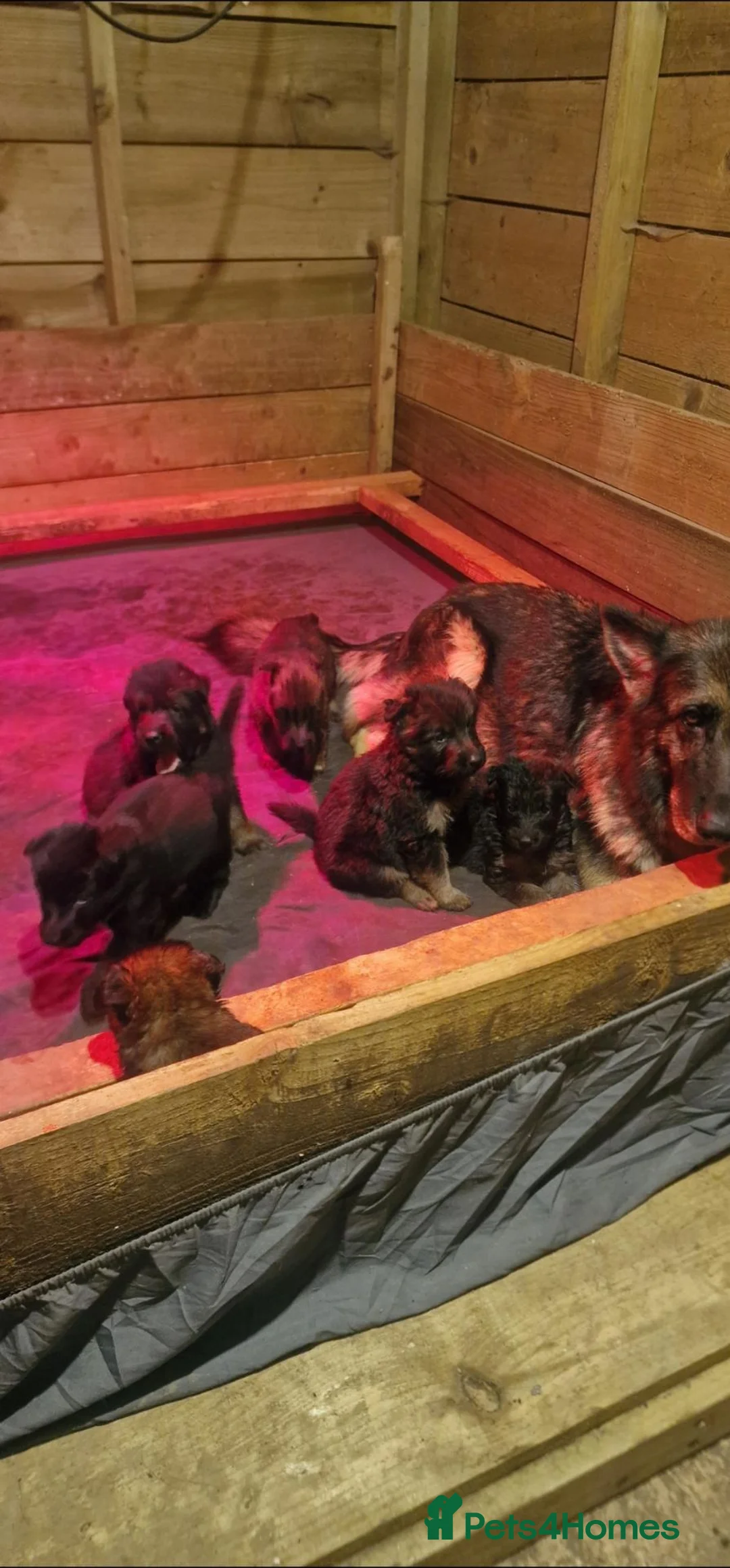 German Shepherd dogs for sale: German Shepherd pups - Advert 1