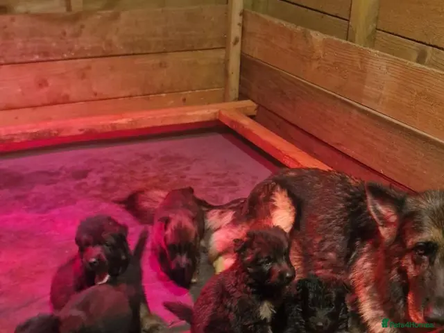German Shepherd dogs for sale: German Shepherd pups - Advert 1