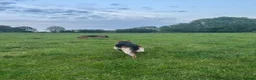 German Shepherd dogs for sale: Working line Shepherd pups - Advert 26