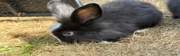 Mini Lop rabbits for sale: Rex/mini lop/mini lop x lion head bunnies. - Advert 14