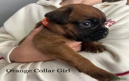 Boxer dogs for sale: 5 Beautiful KC Registered Boxer Puppies - Image 5