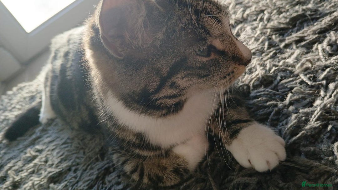 Domestic Shorthair cats for sale: Female domestic cat – 1 year old - Image 6