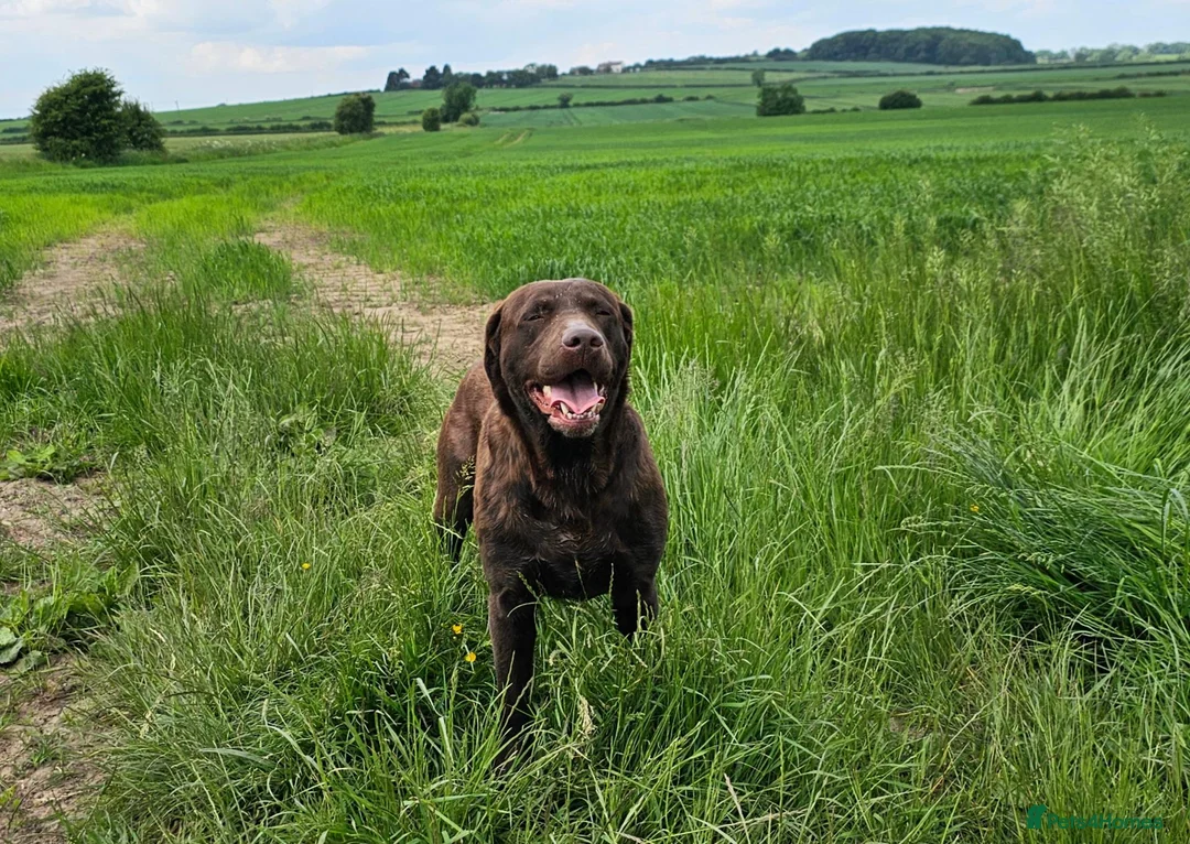 Labrador Retriever dogs for sale: BEAUTIFUL 6 YEAR OLD CHOCOLATE LABRADOR - Advert 11