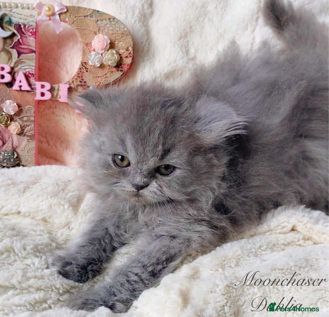 British Longhair cats Lovely Blue British Longhair girl - Registered - Advert 5
