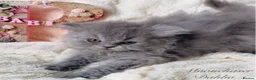 British Longhair cats for sale: Lovely Blue British Longhair girl - Registered - Advert 1
