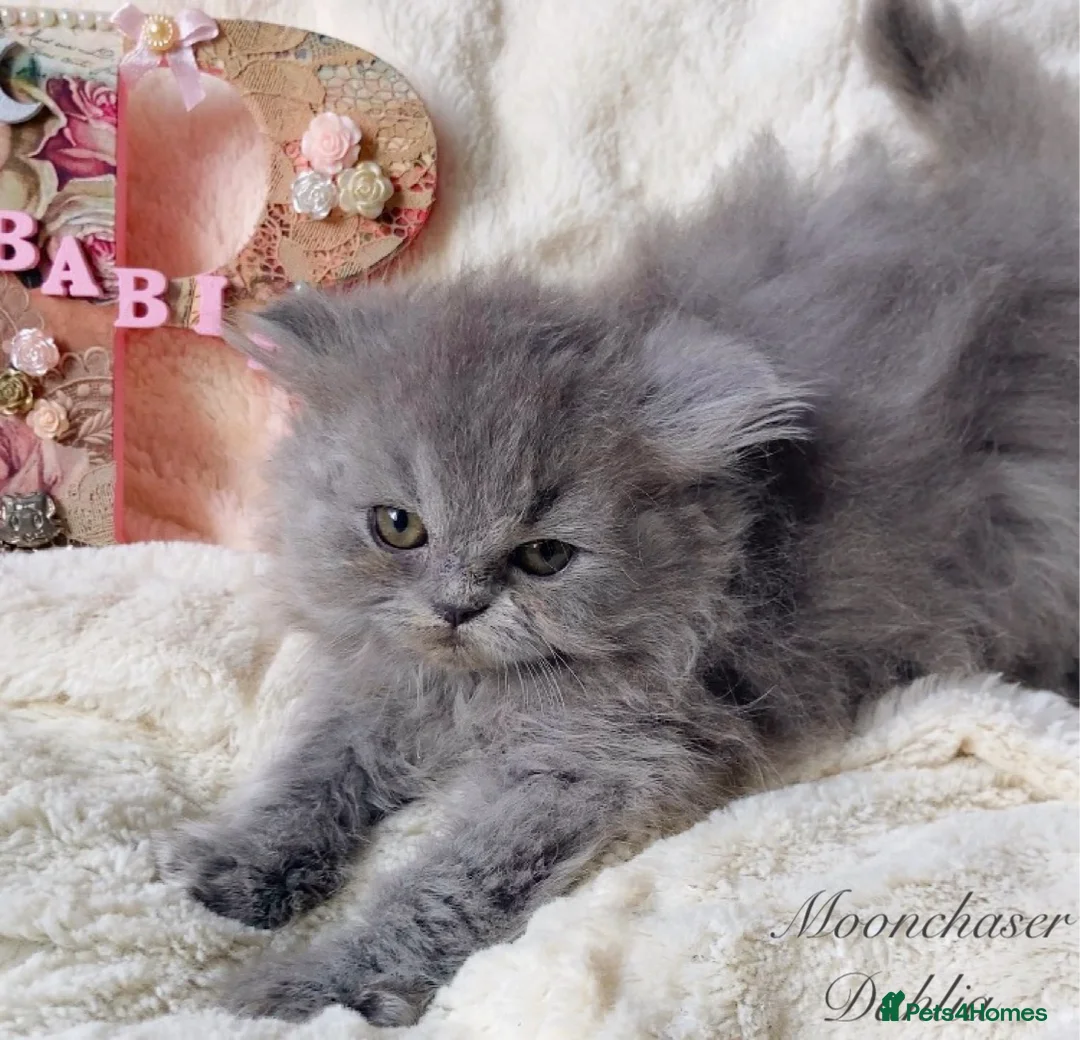 British Longhair cats for sale: Lovely Blue British Longhair girl - Registered - Advert 1