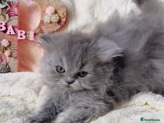 British Longhair cats Lovely Blue British Longhair girl - Registered - Advert 5