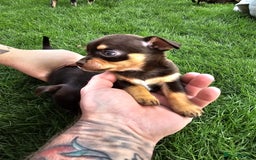 Chihuahua dogs for sale: 4 stunning chocolate and tan chihuahua puppys. - Image 6