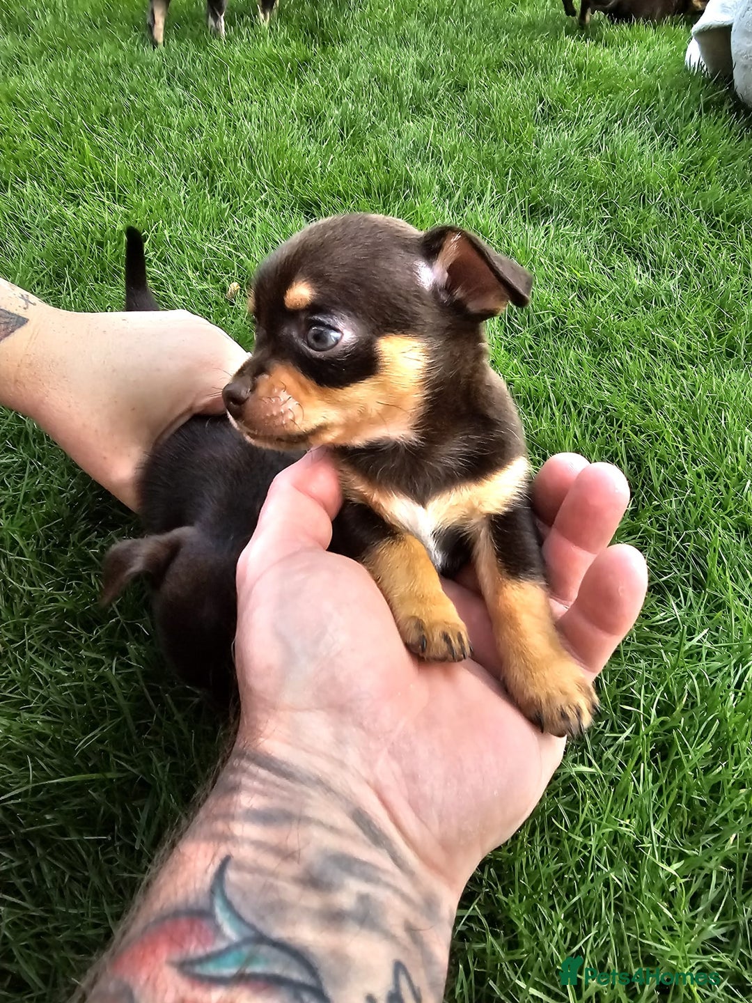 Chihuahua dogs for sale: 4 stunning chocolate and tan chihuahua puppys. - Image 6