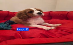 Cavalier King Charles Spaniel dogs for sale: Beautiful Cavalier King Charles Puppies - Image 8