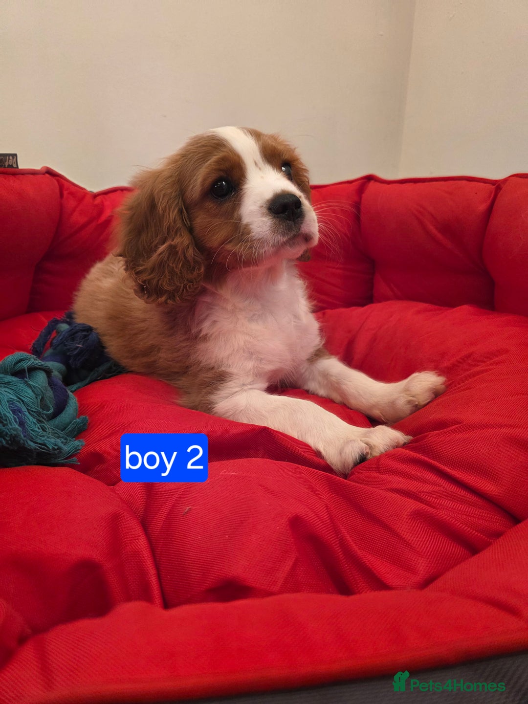 Cavalier King Charles Spaniel dogs for sale: Beautiful Cavalier King Charles Puppies - Image 8
