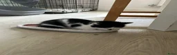Domestic Shorthair cats for sale: Kittens mixed  - Advert 5