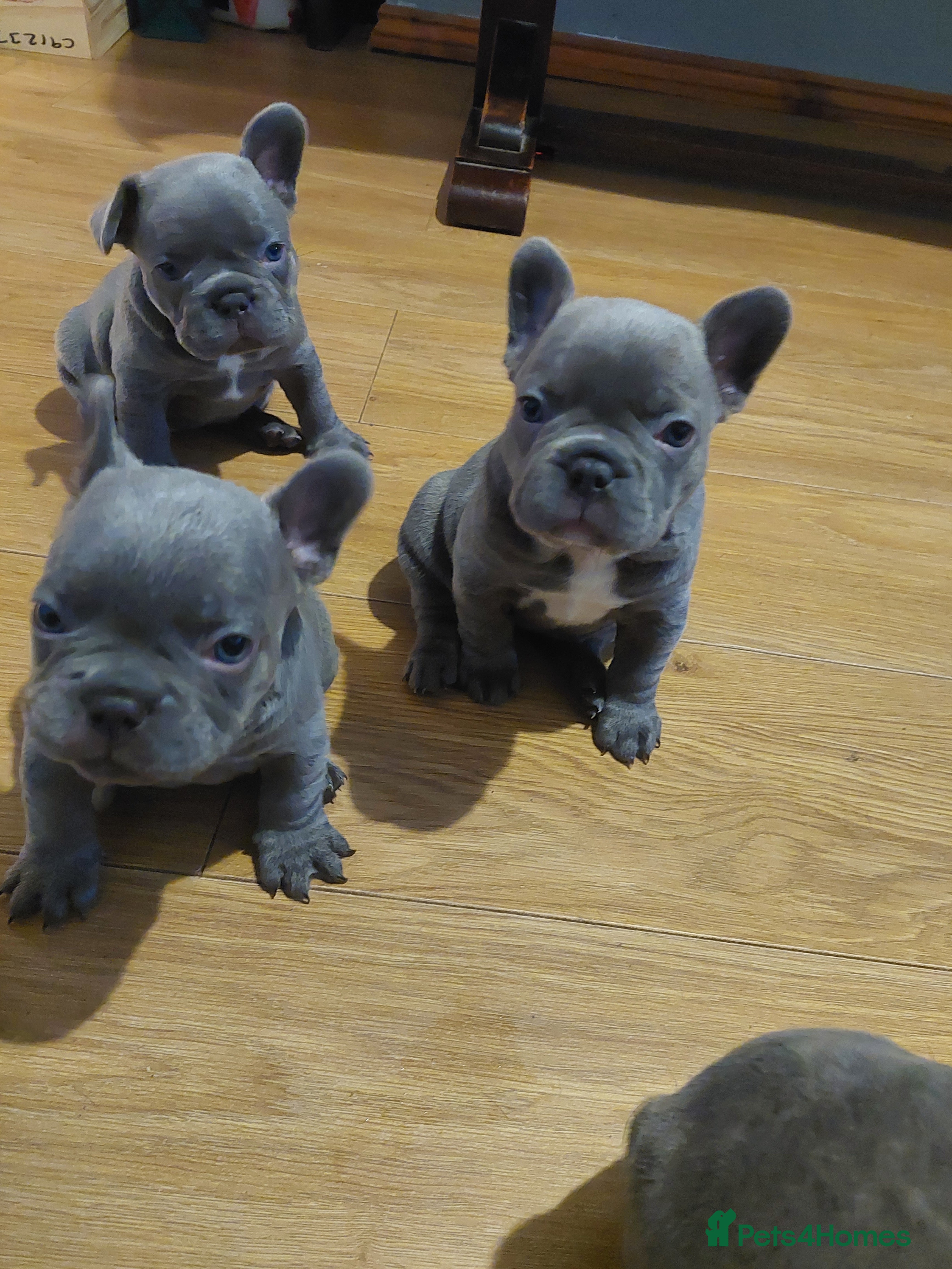 French Bulldog dogs Beautiful KC registered French Bulldog Puppies - Advert 12