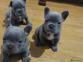 French Bulldog dogs Beautiful KC registered French Bulldog Puppies - Advert 12