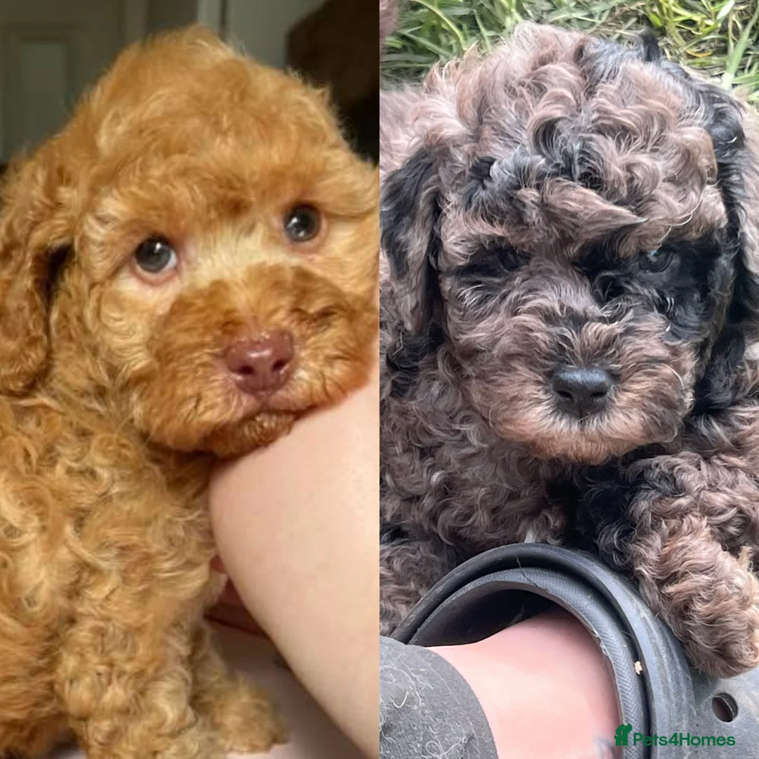 Cockapoo dogs for sale: 2 left* Adorable Cockapoo babies - apricot & merle - Advert 1