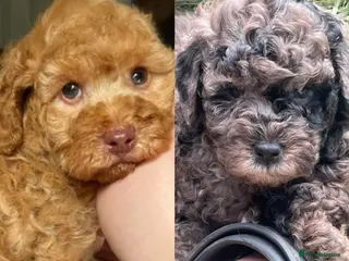 Cockapoo dogs 2 left* Adorable Cockapoo babies - apricot & merle - Advert 17