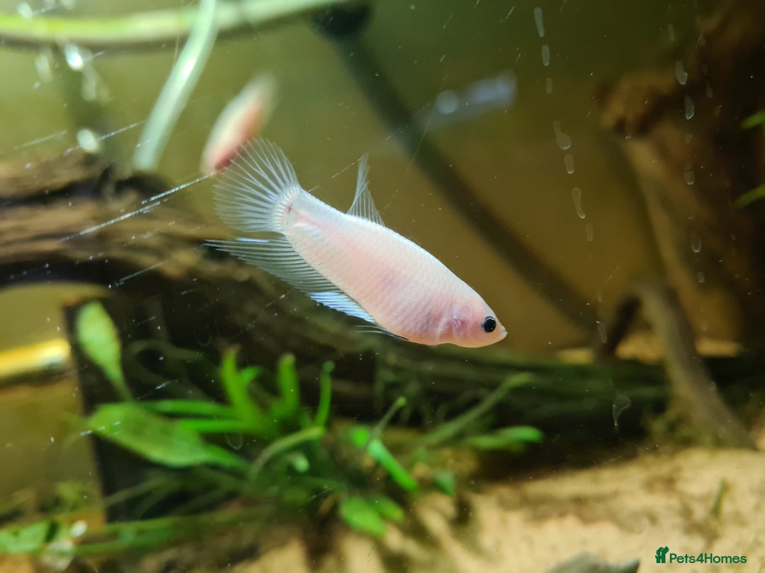 Bettas fish for sale: Male Betta Fish. Galaxy Koi x Splendor - Advert 6