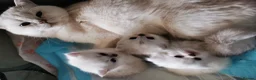 Scottish Fold cats for sale: Scottish Fold  Last Girl - Advert 18