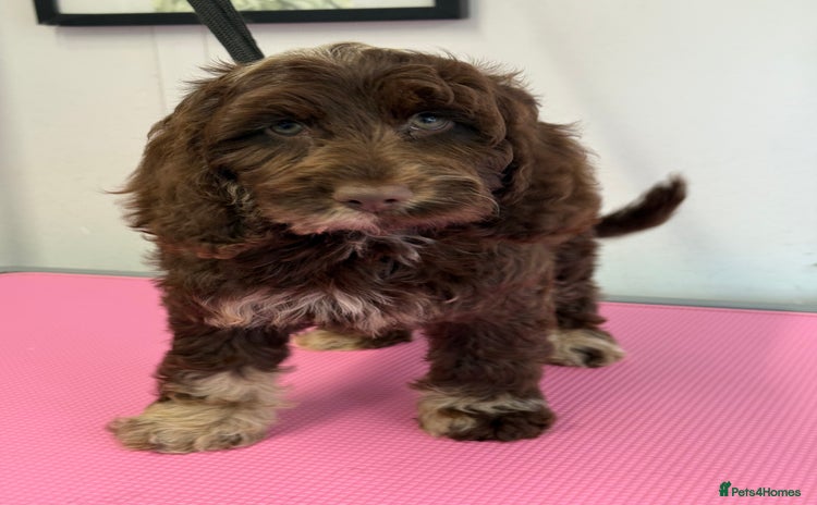 Cockapoo dogs - Advert 9