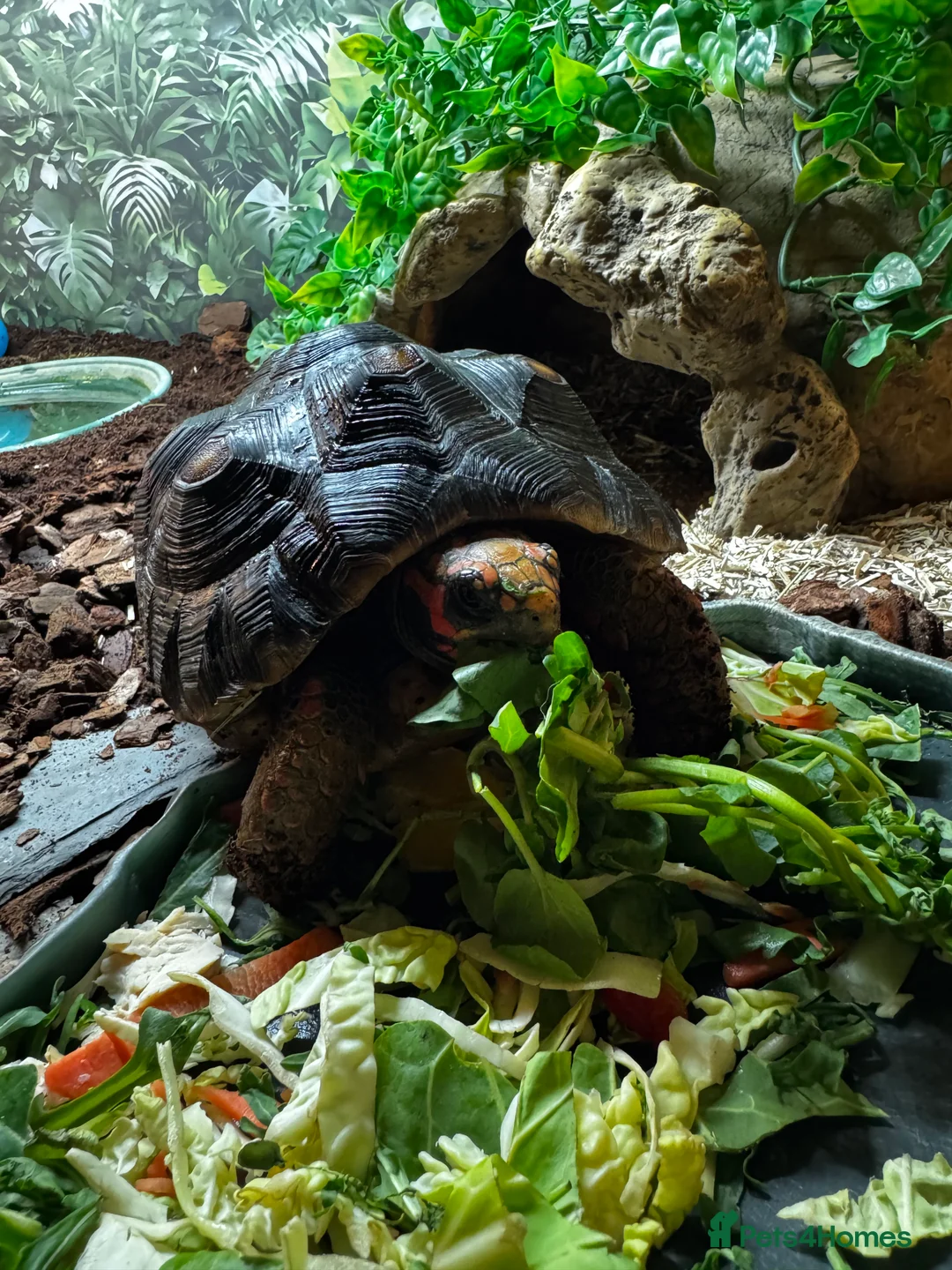 Tortoise reptiles for sale: Redfoot tortoise and enclosure all in - Advert 2