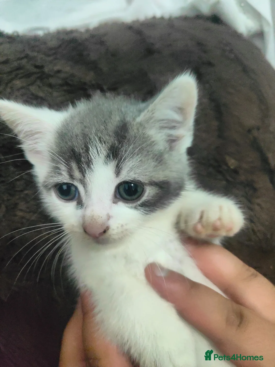 Mixed Breed cats for sale: 4 kittens available  - Advert 2