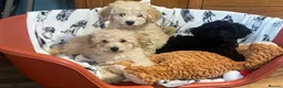 Cavachon dogs for sale: Cavapoochon puppies  in Kilwinning - Advert 4