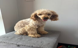 Cockapoo dogs for sale: F1 Cockapoos - Image 18