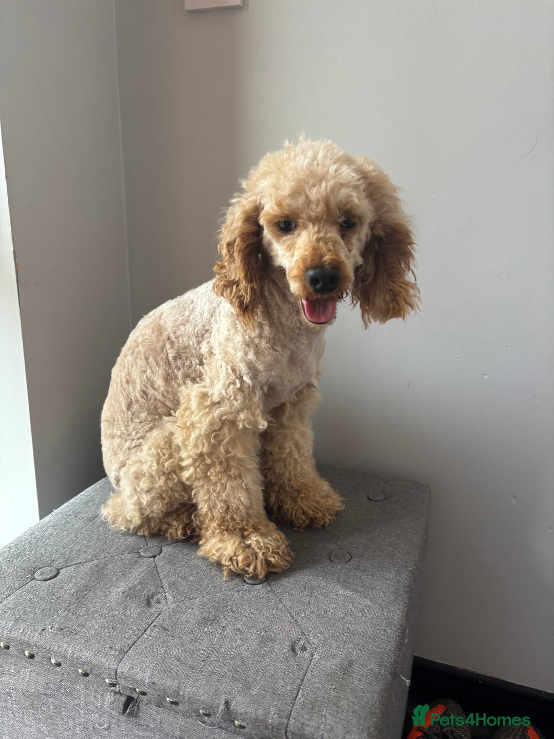 Cockapoo dogs for sale: F1 Cockapoos - Image 18