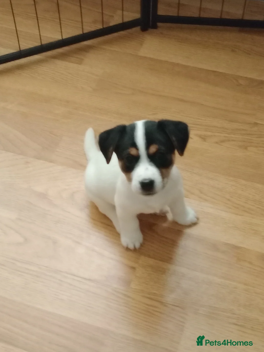 Mixed Breed dogs for sale: Parson Russell x Jack Russell  - Advert 4