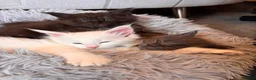 Maine Coon cats for sale: Council licensed TICA white Maine Coon kitten BAER - Advert 4