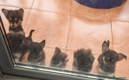 Pomchi dogs for sale: Six stunning pomchi puppies  - Image 7