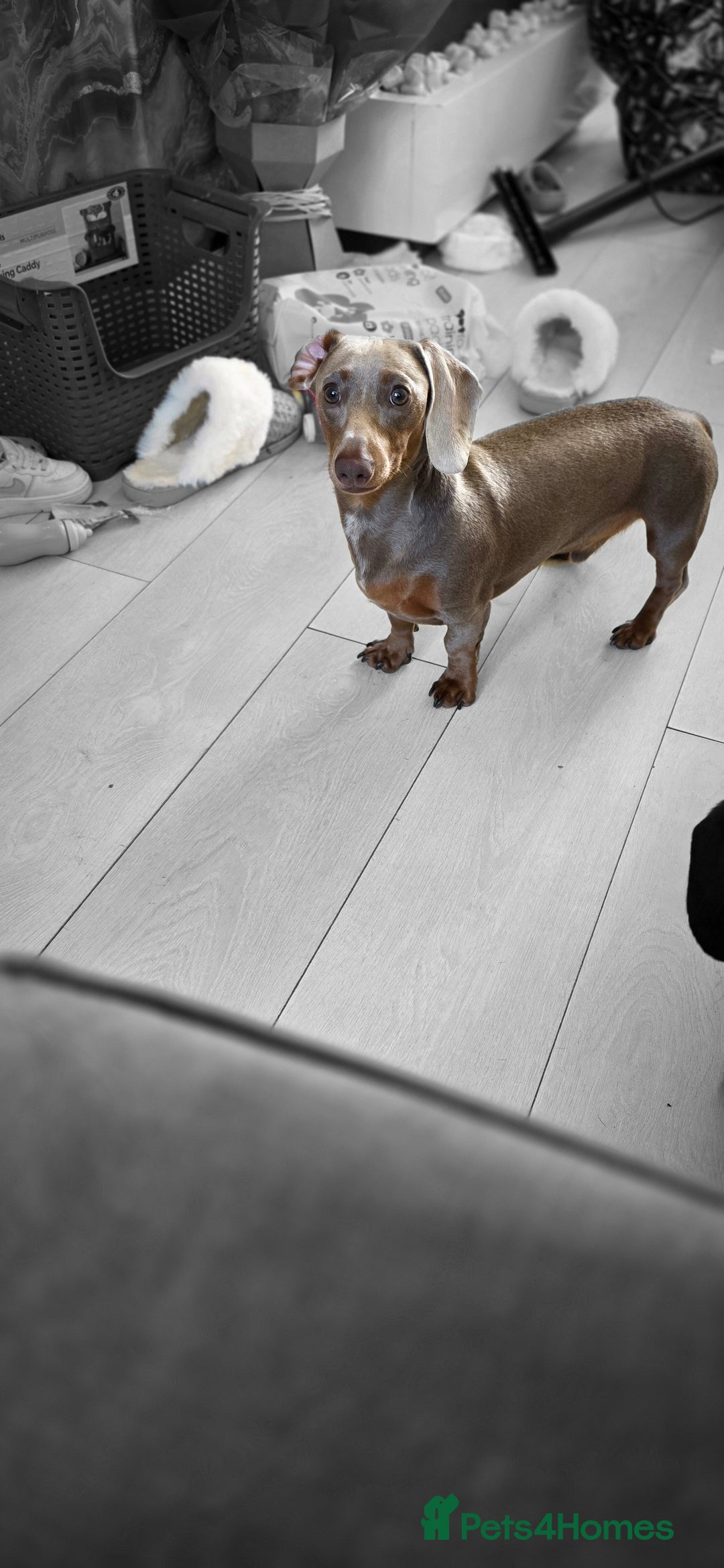 Miniature Dachshund dogs for sale: Clyde the Isabella male  - Advert 4