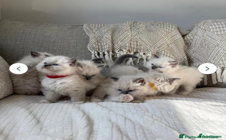 Ragdoll cats - Advert 3