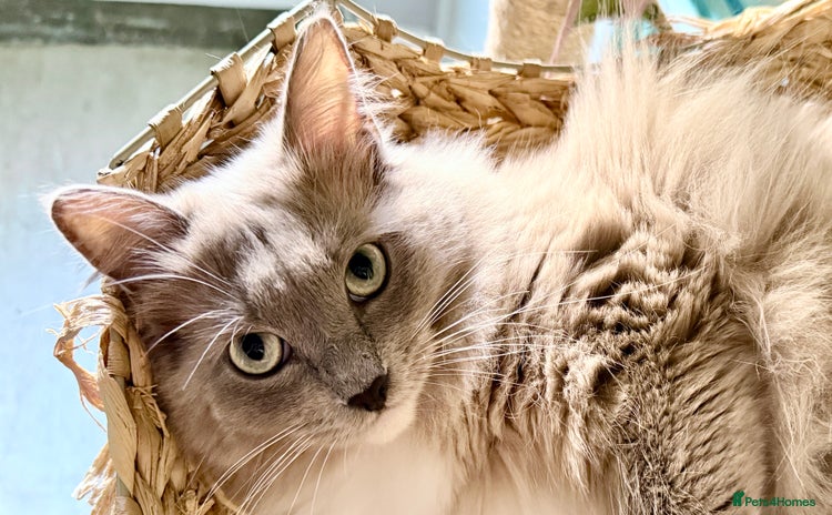 Ragdoll cats - Advert 6
