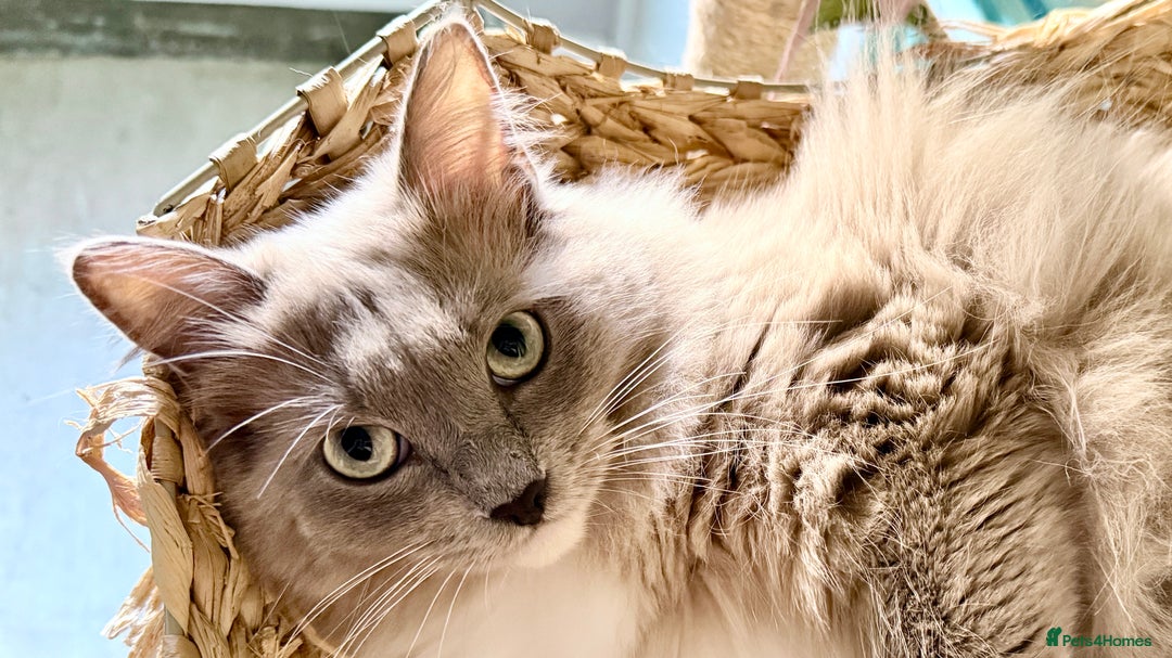 Ragdoll cats for sale: Rare Blue Sepia Ragdoll Girl, 14 months old - Image 1