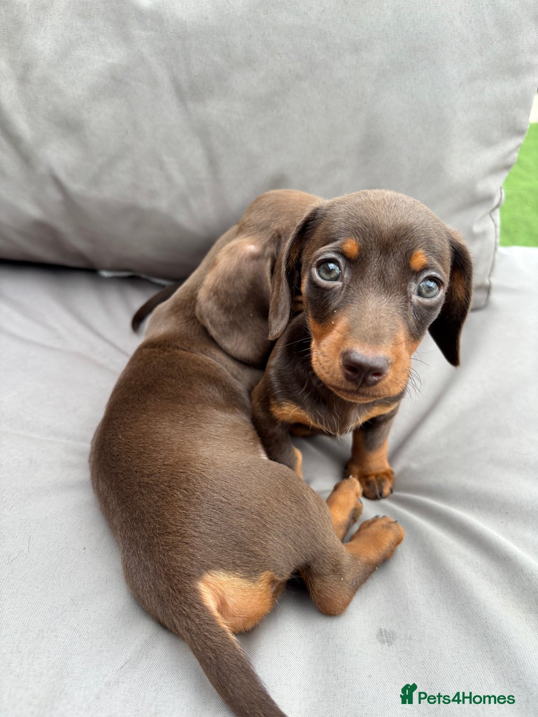 Miniature Dachshund dogs for sale: Miniature dachshunds - Image 26