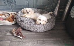 Maltese dogs for sale: Adorable Maltese Puppies for Sale.! - Image 5