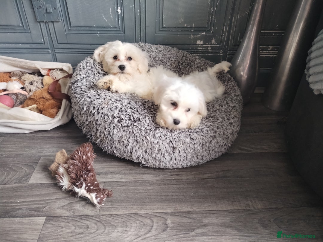 Maltese dogs for sale: Adorable Maltese Puppies for Sale.! - Image 5
