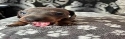 Miniature Dachshund dogs for sale: One blue male miniature dashund  - Advert 7