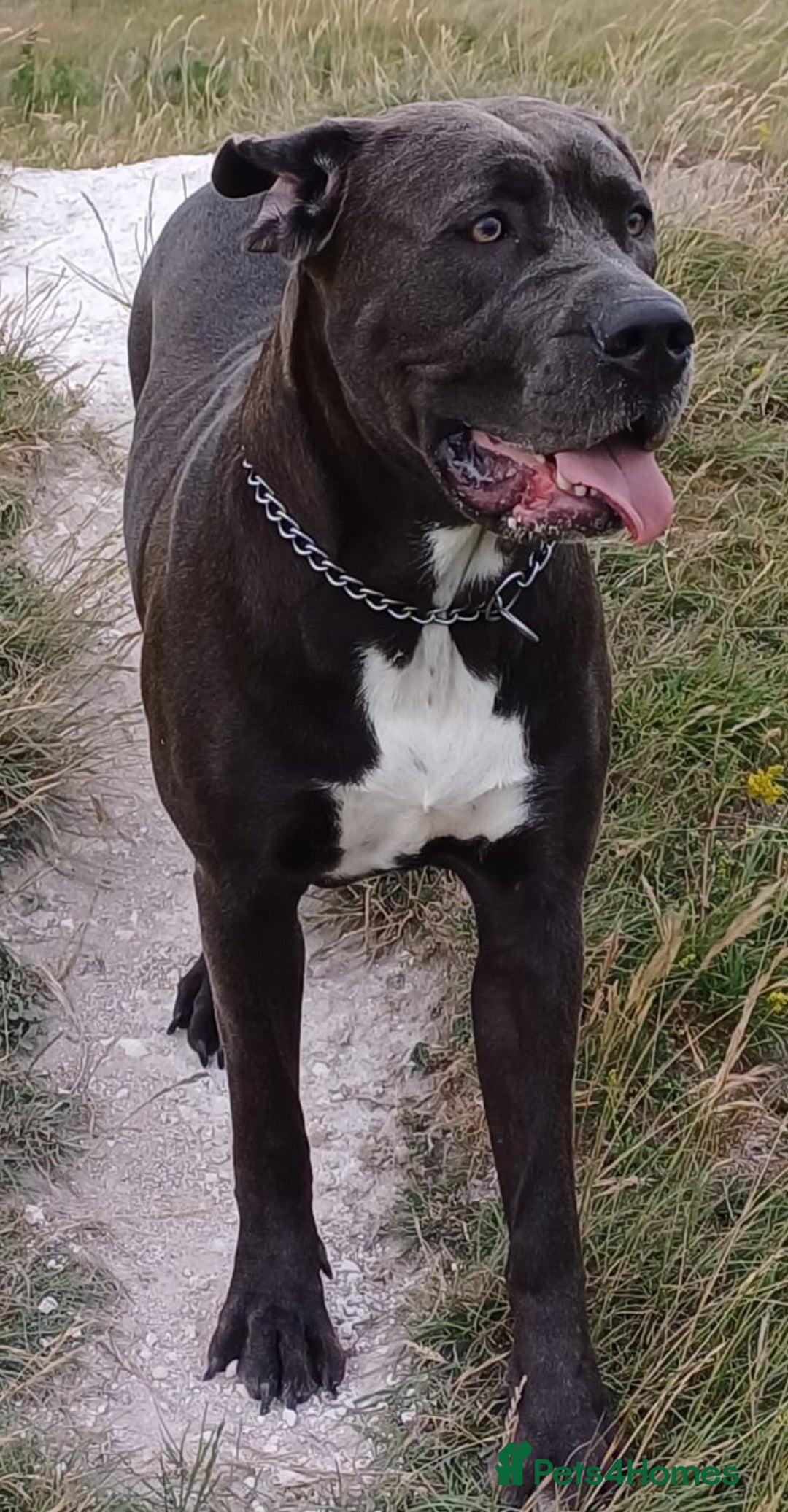 Cane Corso dogs for sale: Cane corso puppies - Advert 20