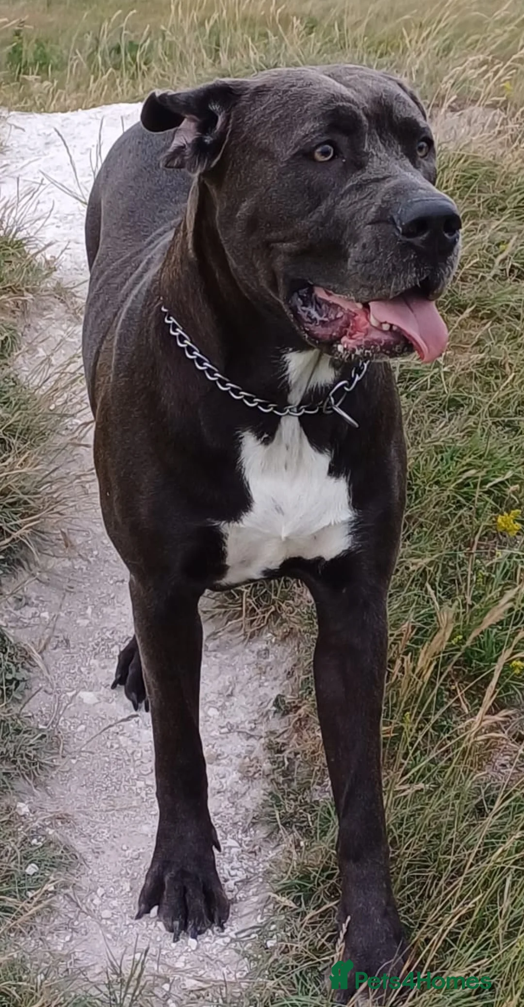 Cane Corso dogs for sale: Cane corso puppies - Advert 17