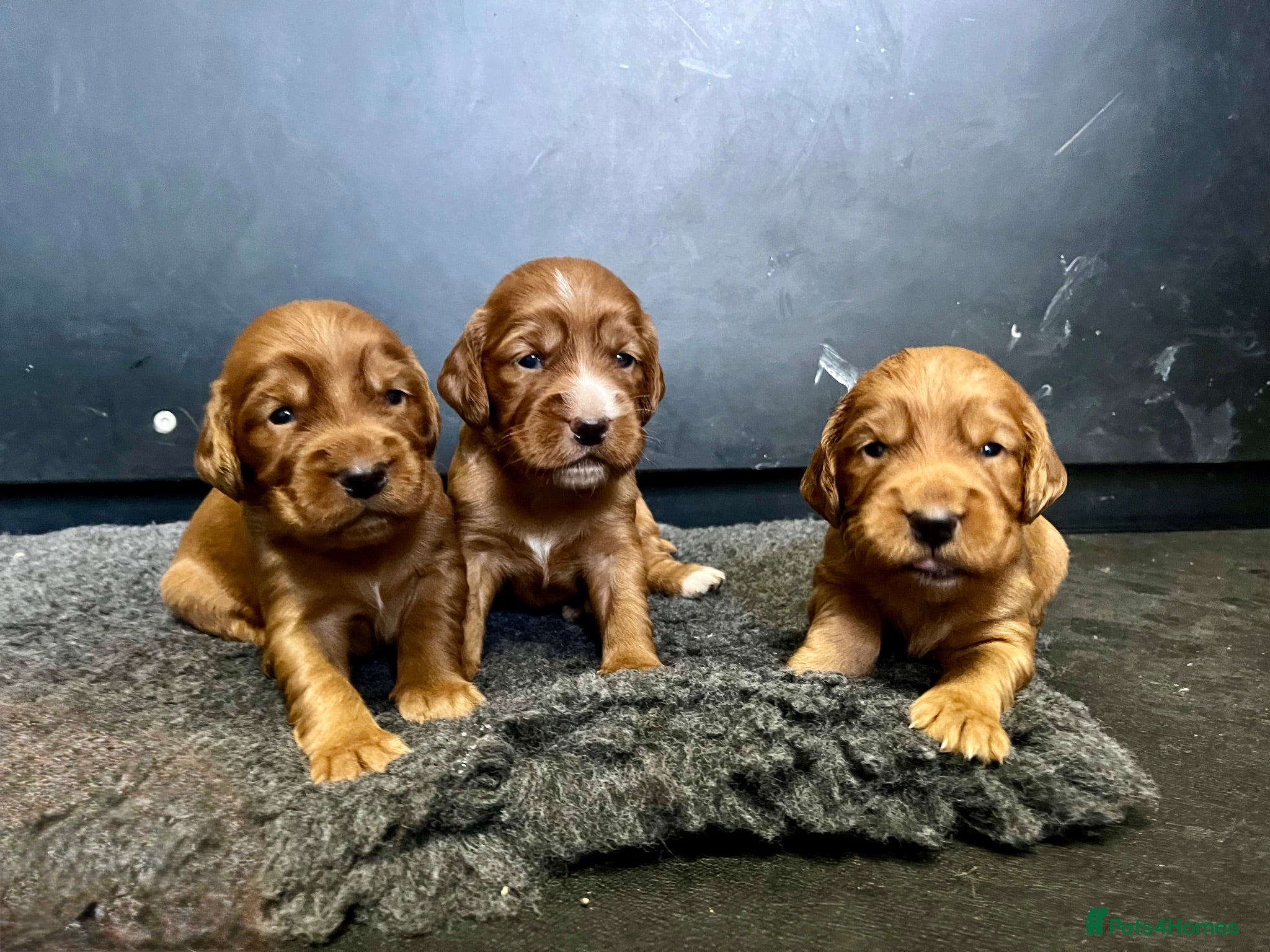 Cocker Spaniel dogs KC Health Tested Working Cocker Spaniel Puppies - Advert 1