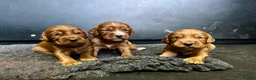 Cocker Spaniel dogs for sale: KC Health Tested Working Cocker Spaniel Puppies - Advert 18