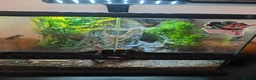 Tarantulas invertebrates for sale: Gbb tarantula  - Advert 6