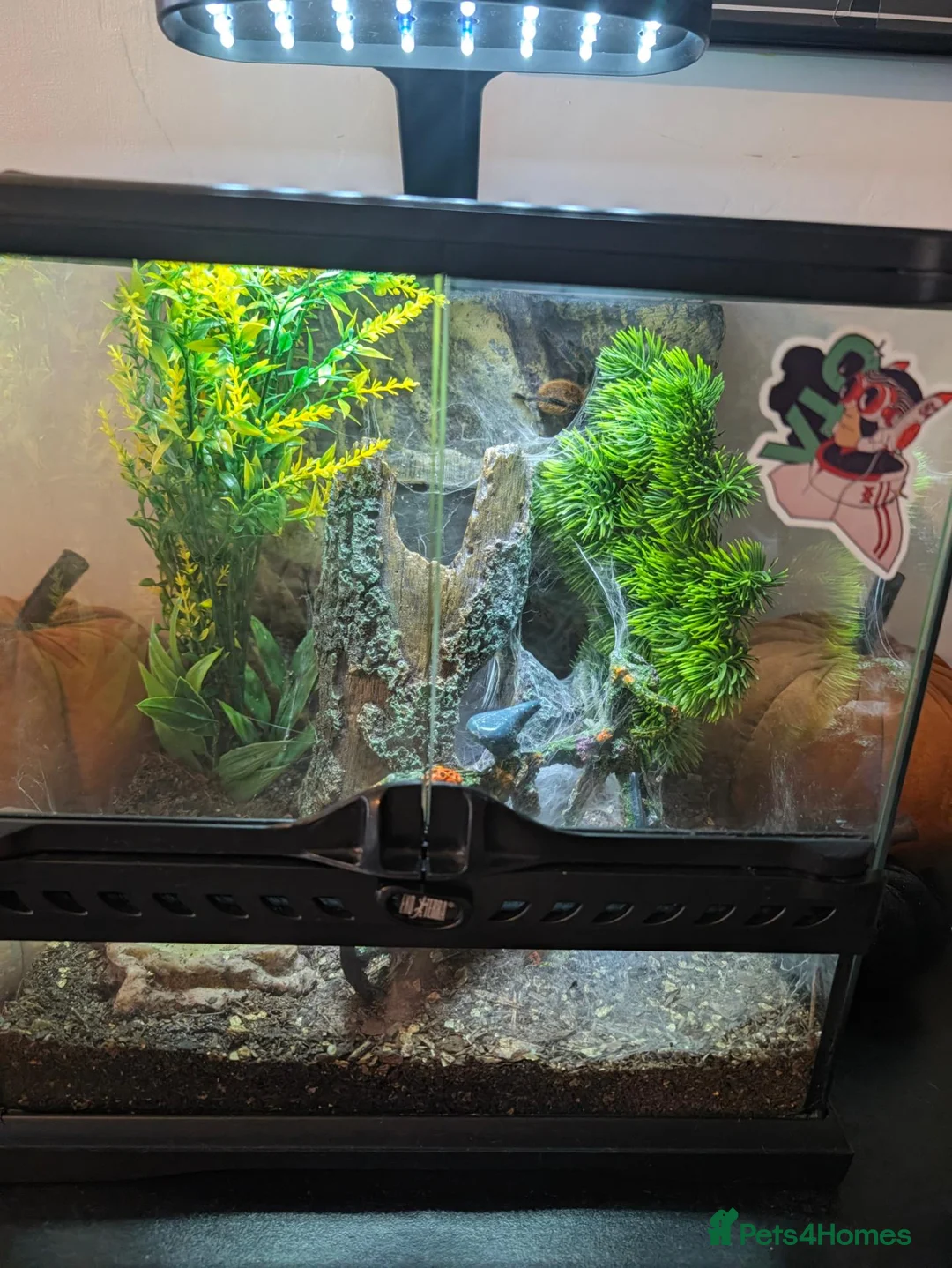 Tarantulas invertebrates for sale: Gbb tarantula  - Advert 6