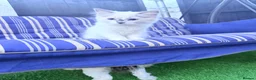 Ragdoll cats for sale: Ragdoll kittens 2 girls 1 boy - Advert 23