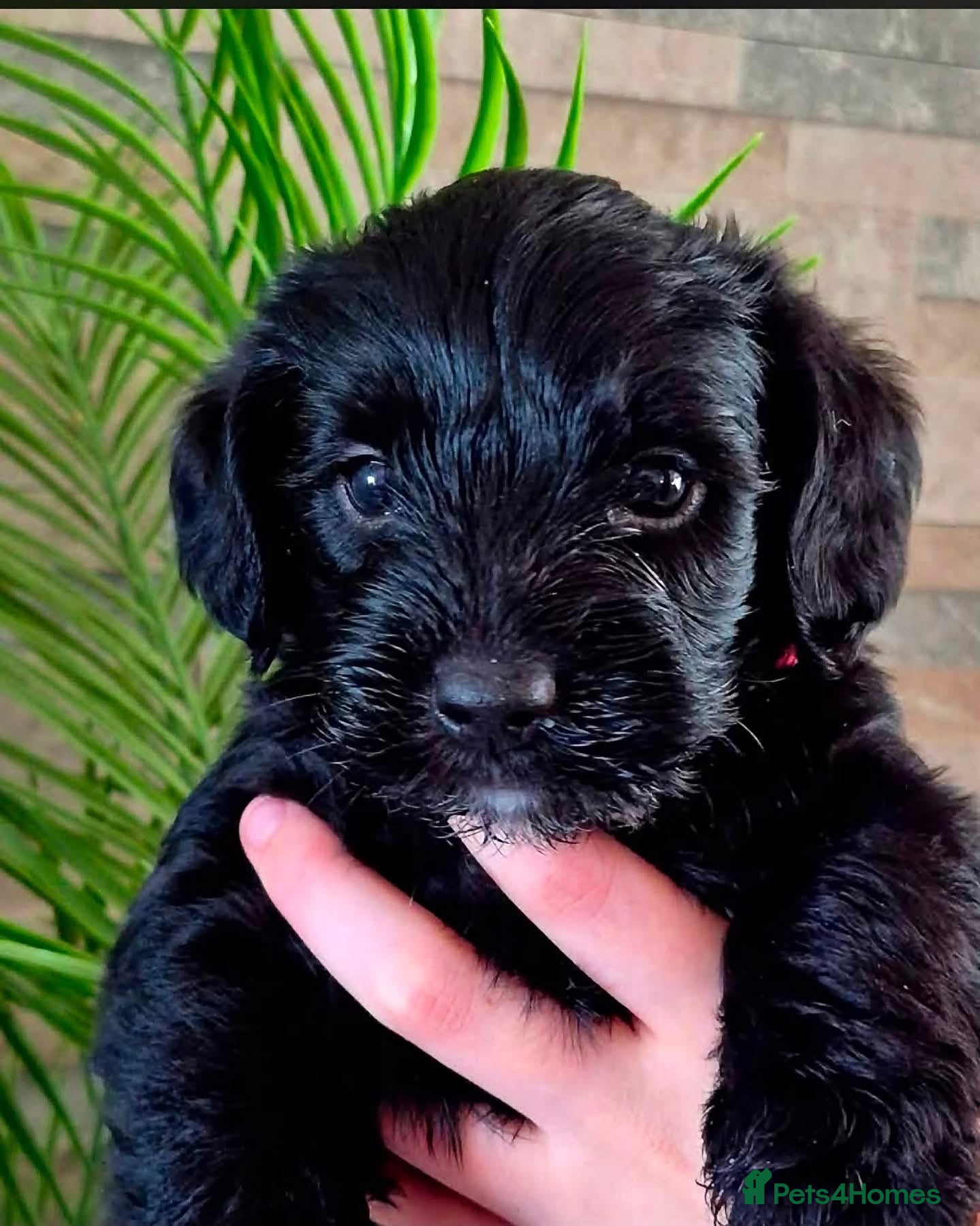 Mixed Breed dogs Yorkiepoo’s  - Advert 2