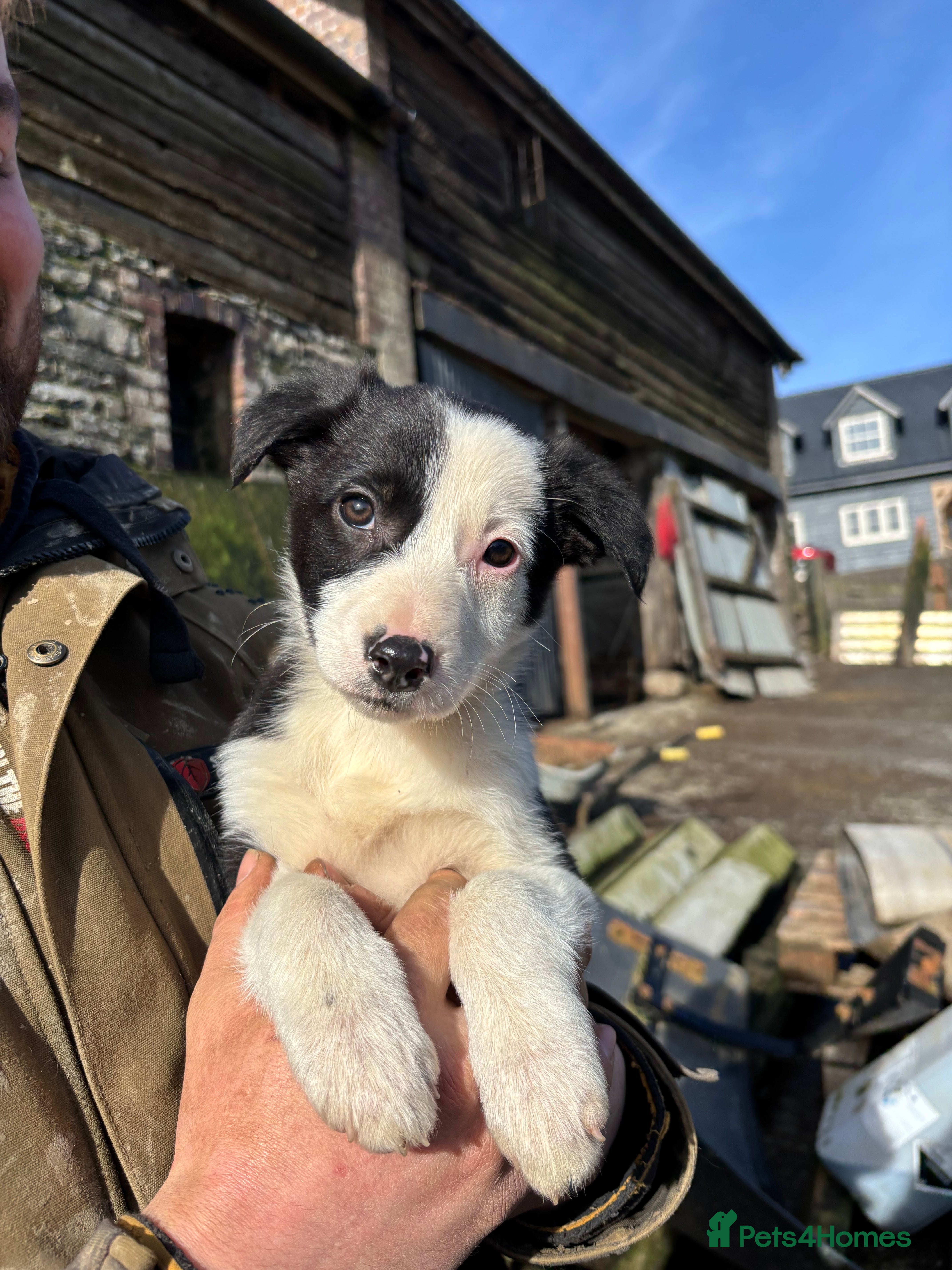 Border Collie dogs Stunning border collies - only 2 left!!!!!  - Advert 14